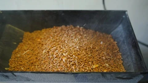Wheat is being added to the receiver of an electric mill, close-up Stock Footage 313578821
