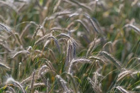 Wheat is being harvested in fields across Europe during summer. Farmers are c 库存照片