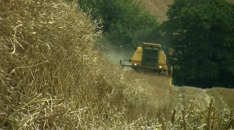 Wheat being Harvested Stock Footage 795314