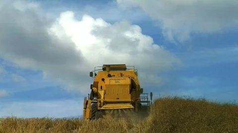 Wheat being Harvested Stock Footage 795478