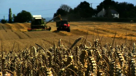 Wheat being Harvested Stock Footage 811489