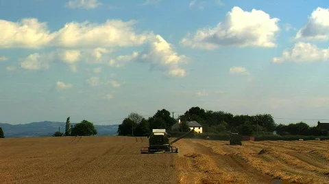 Wheat being Harvested Stock Footage 812316