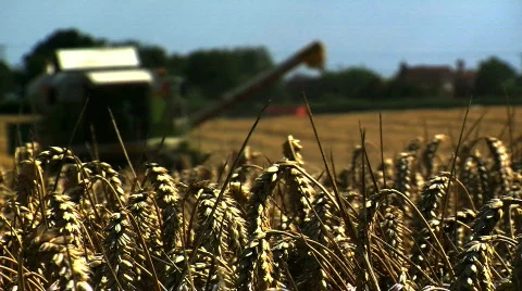 Wheat being Harvested Stock Footage 812682