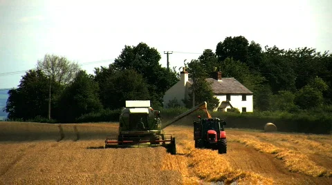 Wheat being Harvested Stock Footage 813281