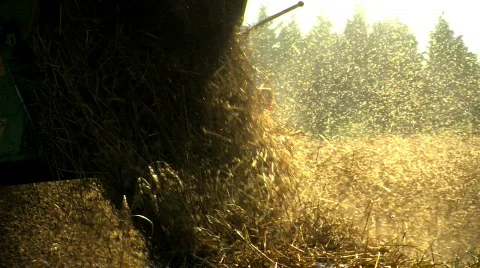 Wheat being Harvested  Stock Footage 824777