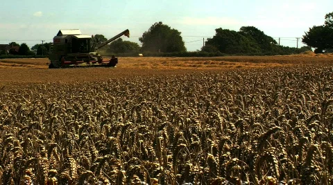 Wheat being Harvested  Stock Footage 824934