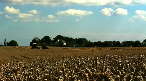 Wheat being Harvested  Stock Footage 824945