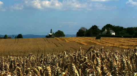Wheat being Harvested  Stock Footage 841182