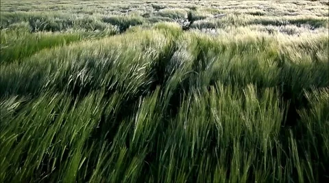 Wheat being moved by high chinook winds Stock Footage 63384064