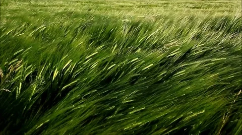 Wheat being moved by high chinook winds Video stock 63384098