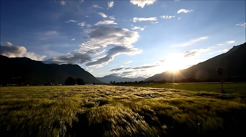 Wheat being moved by high chinook winds Video stock 63384128