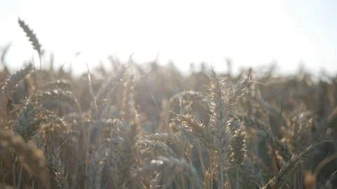Wheat being moved by the wind in a field, camera against sun Stock Footage 94150988