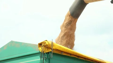 Wheat is being poured into a container after harvest 動画素材 142515736