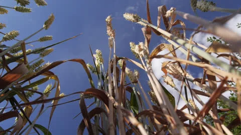 Wheat from below Stock Footage 26007343