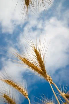 Wheat from below Foto stock