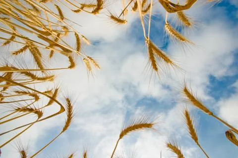 Wheat from below Foto stock