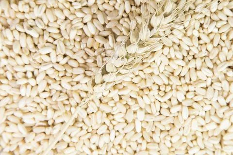 Wheat berries background, high resolution Stock Photos