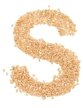 Wheat berries Stock Photos