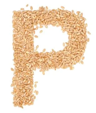 Wheat berries Photos