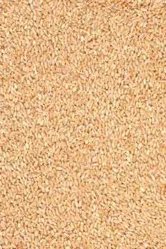 Wheat berries. Stock Photos