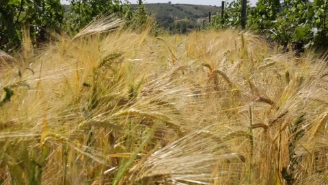 Wheat Between Two Rows Of Vine Stock Footage 85564251
