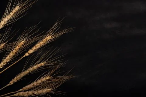 Wheat on the black background and texture Foto stock