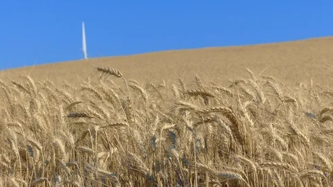 Wheat blowing around with windmill in background Stock Footage 112047669