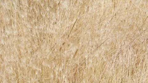 Wheat blowing in the mountains of the Valensole Plain Provence France Stock Footage 95252979