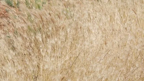 Wheat blowing in the mountains of the Valensole Plain Provence France Stock Footage 95253099