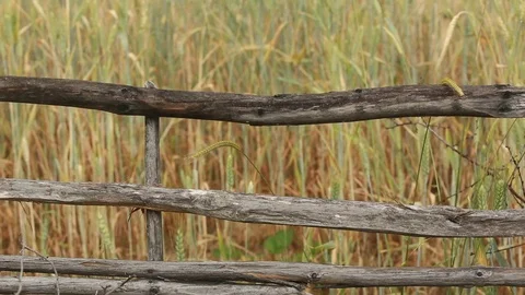 Wheat blowing smoothly in the breeze Stock Footage 76739617