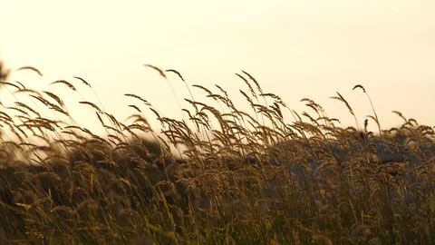 Wheat blowing softly in the wind at golden hour, closeup sunset Vidéo 105038825