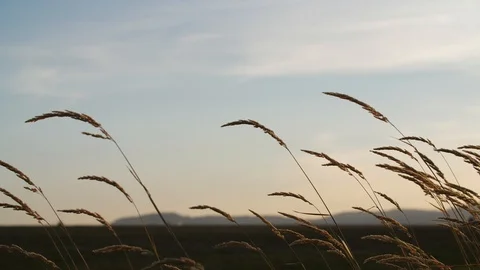 Wheat blowing softly in the wind at golden hour, closeup sunset Stock Footage 105038995