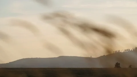 Wheat blowing softly in the wind at golden hour, closeup sunset Stock Footage 105039153