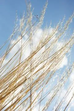 Wheat blowing in the wind, close-up Foto stock