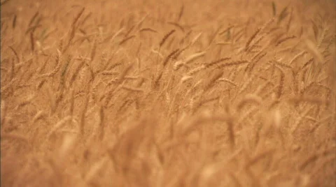 Wheat blowing in the wind Stock Footage 480335