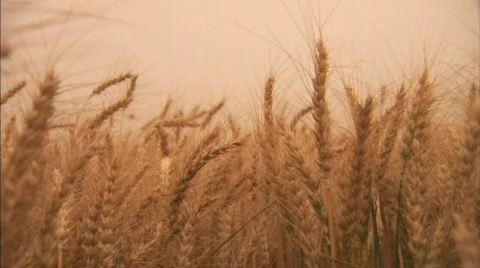 Wheat blowing in wind Stock Footage 480400