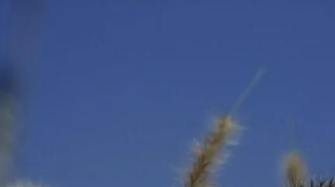 Wheat blowing in wind Stock Footage 548161