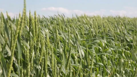 Wheat blowing in the wind Stock Footage 8511968
