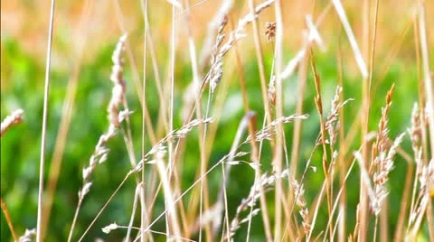 Wheat blowing in wind Vídeo Stock 12409296