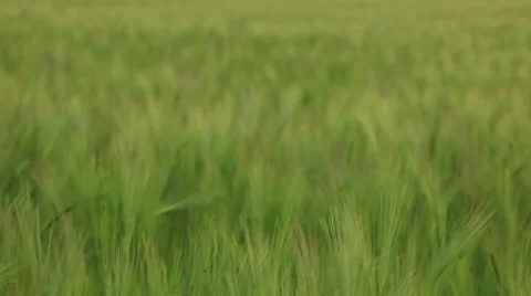 Wheat Blowing in the Wind Video stock 37742985