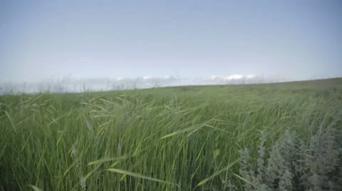 Wheat blowing in the wind Stock-Footage 43860610