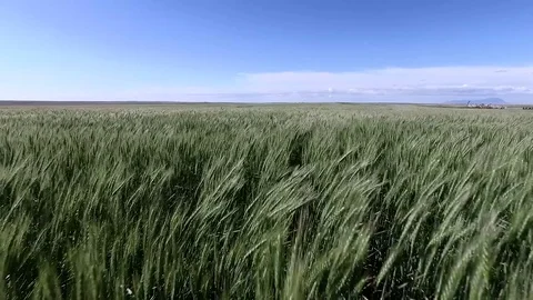 Wheat Blowing In The Wind Stock Footage 70425096