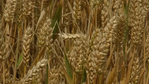 Wheat blowing in the wind. Stock Footage 84041535