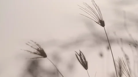 Wheat blowing in the wind Stock Footage 105731840