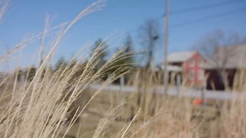Wheat Blowing In The Wind Видео 107274448