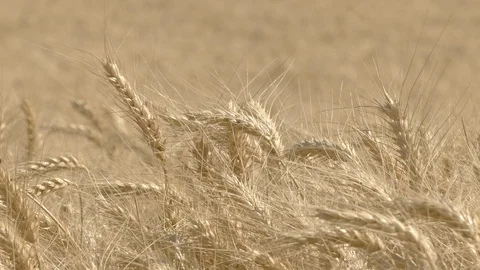 Wheat blowing in the wind Stock Footage 112046476