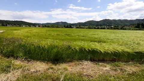 Wheat blowing in the wind Stock Footage 131538013