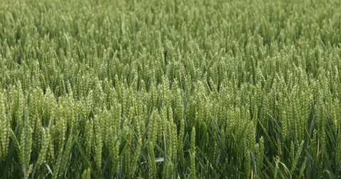 Wheat blowing in the wind Vídeos de archivo 137455223