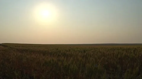 Wheat blowing in the wind Stock Footage 198625542