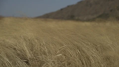 Wheat blowing in the wind in India. Stock Footage 111854612